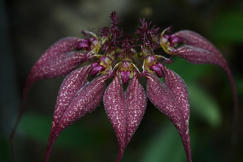 Bulbophyllum rothschildianum photo 2