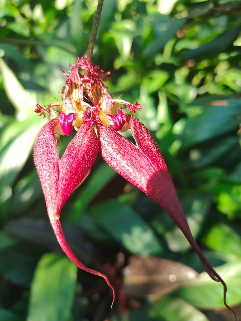 Bulbophyllum rothschildianum photo 3