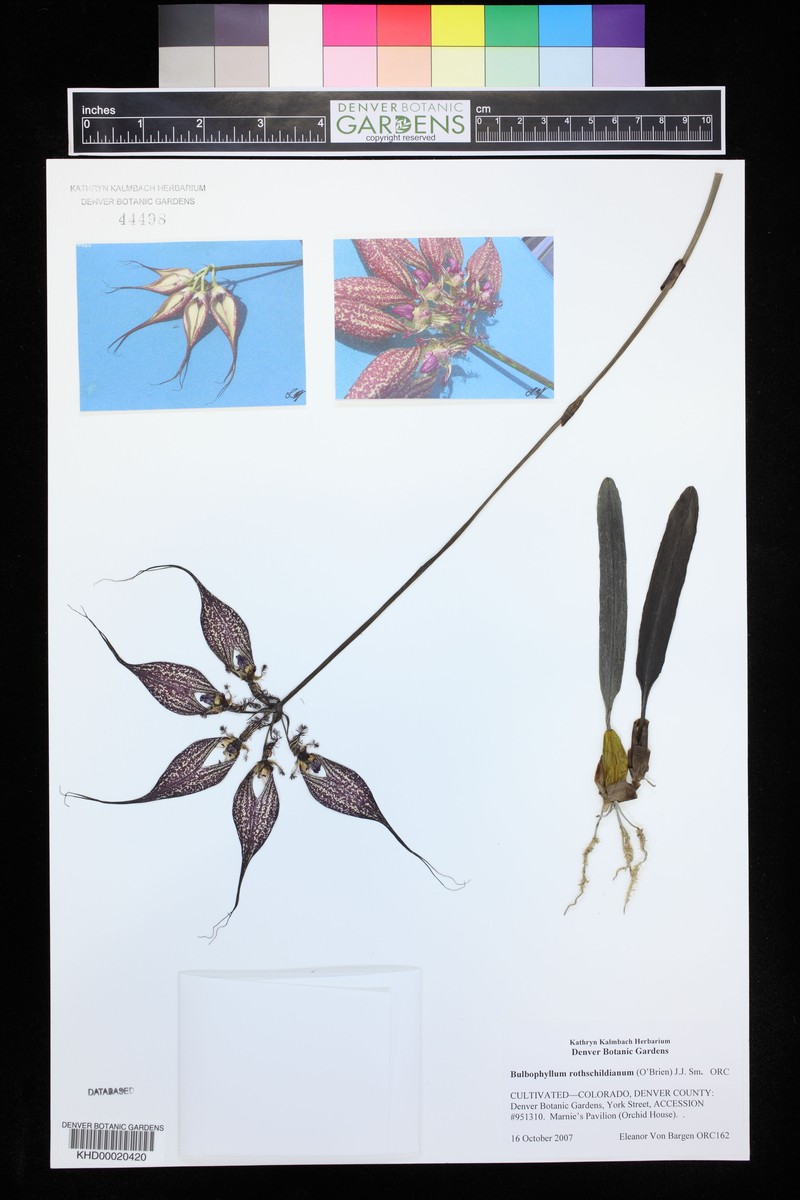 Bulbophyllum rothschildianum photo 4