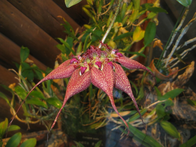 Bulbophyllum rothschildianum photo 6