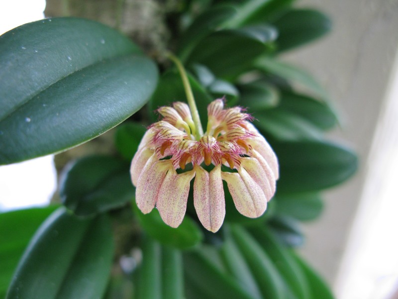 Bulbophyllum roxburghii