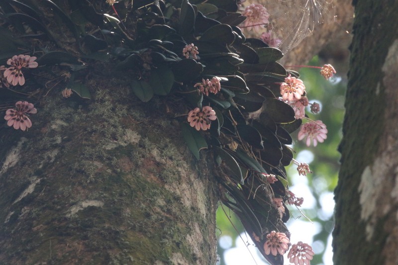 Bulbophyllum roxburghii photo 2