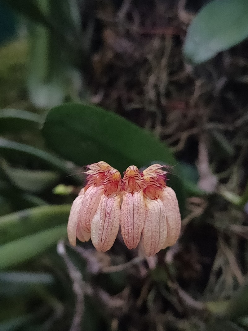 Bulbophyllum roxburghii photo 3