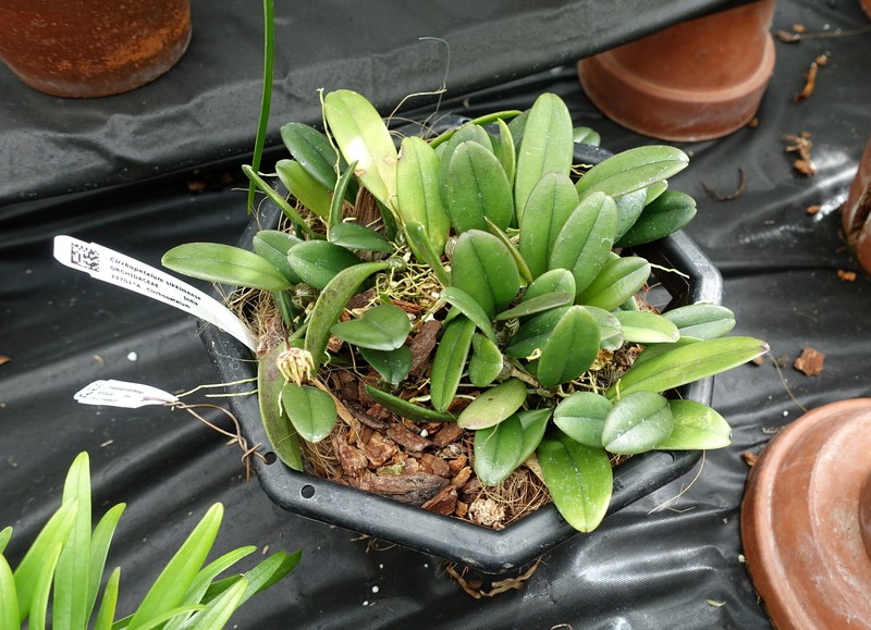 Bulbophyllum roxburghii photo 7