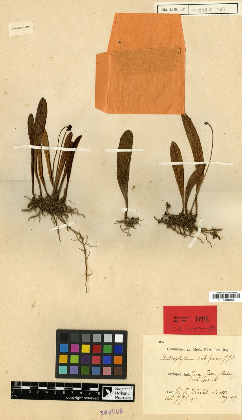 Bulbophyllum rubiferum photo 3