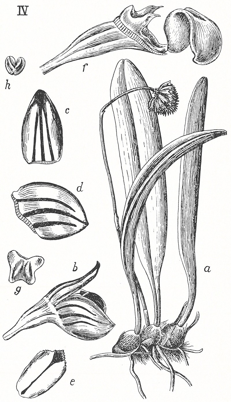 Bulbophyllum rubiferum