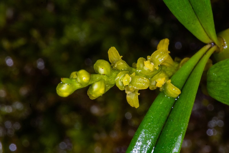 Bulbophyllum rubiginosum