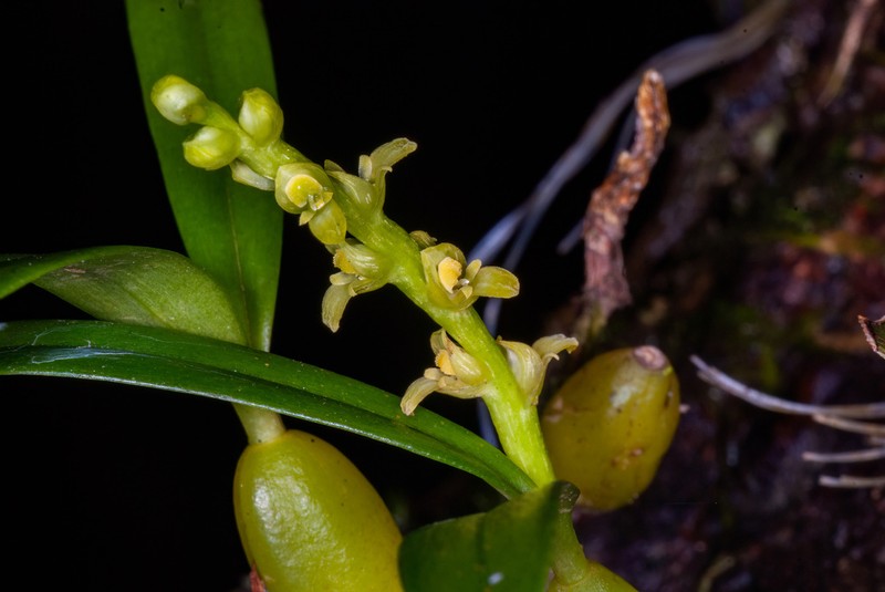 Bulbophyllum rubiginosum photo 2