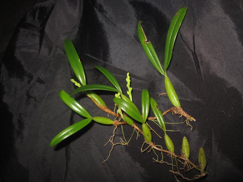 Bulbophyllum rubiginosum photo 3