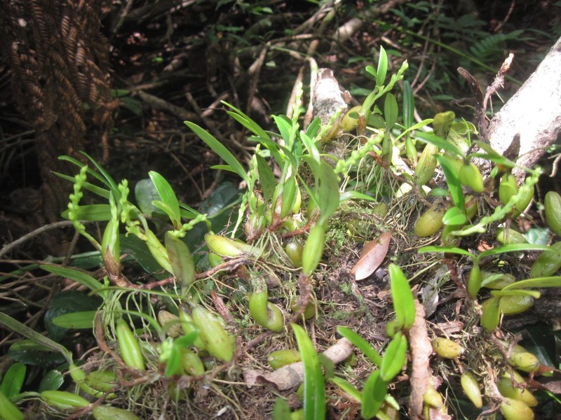 Bulbophyllum rubiginosum photo 4