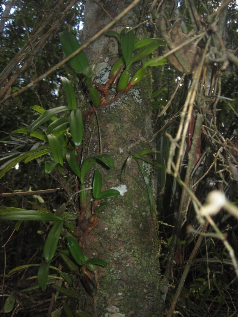 Bulbophyllum rubiginosum photo 5