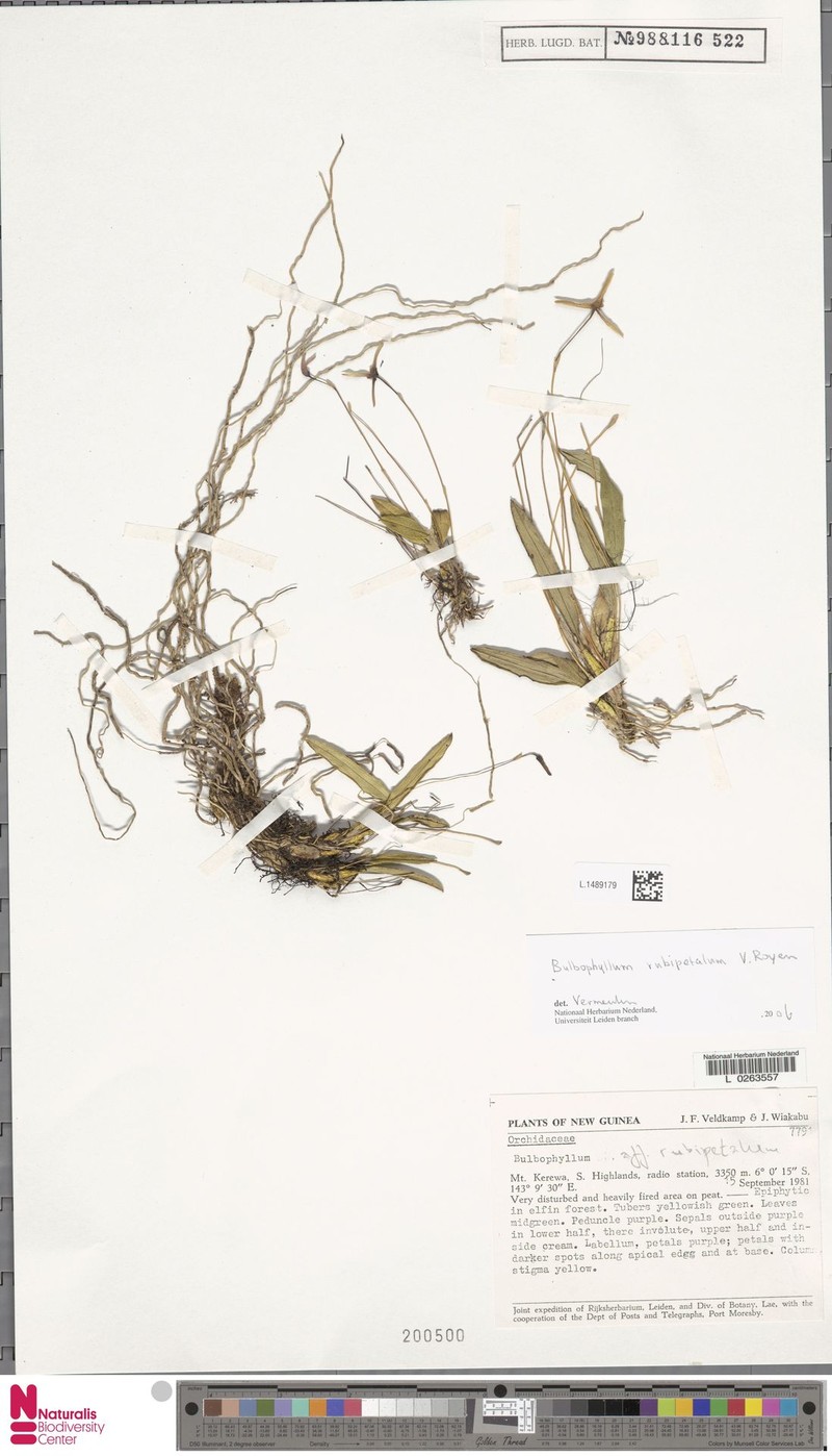 Bulbophyllum rubipetalum