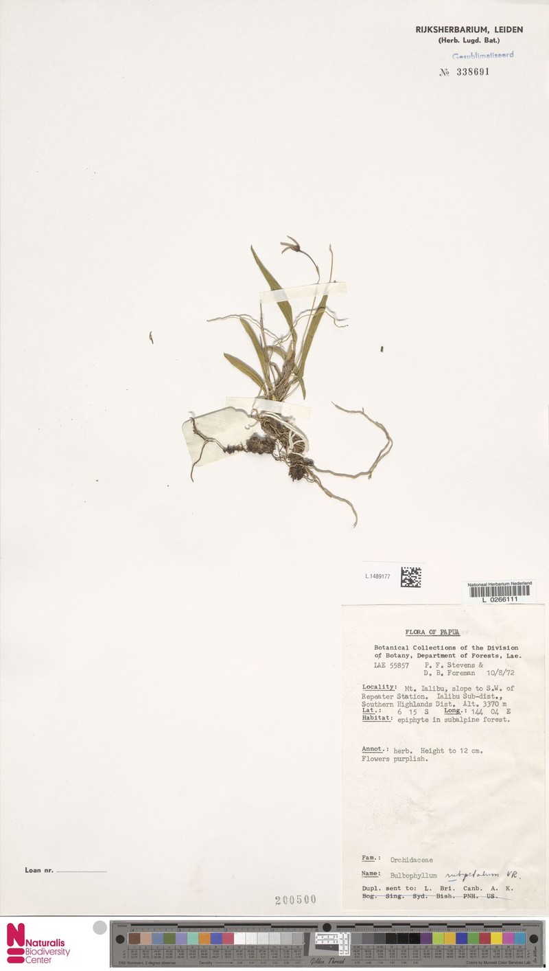 Bulbophyllum rubipetalum photo 2