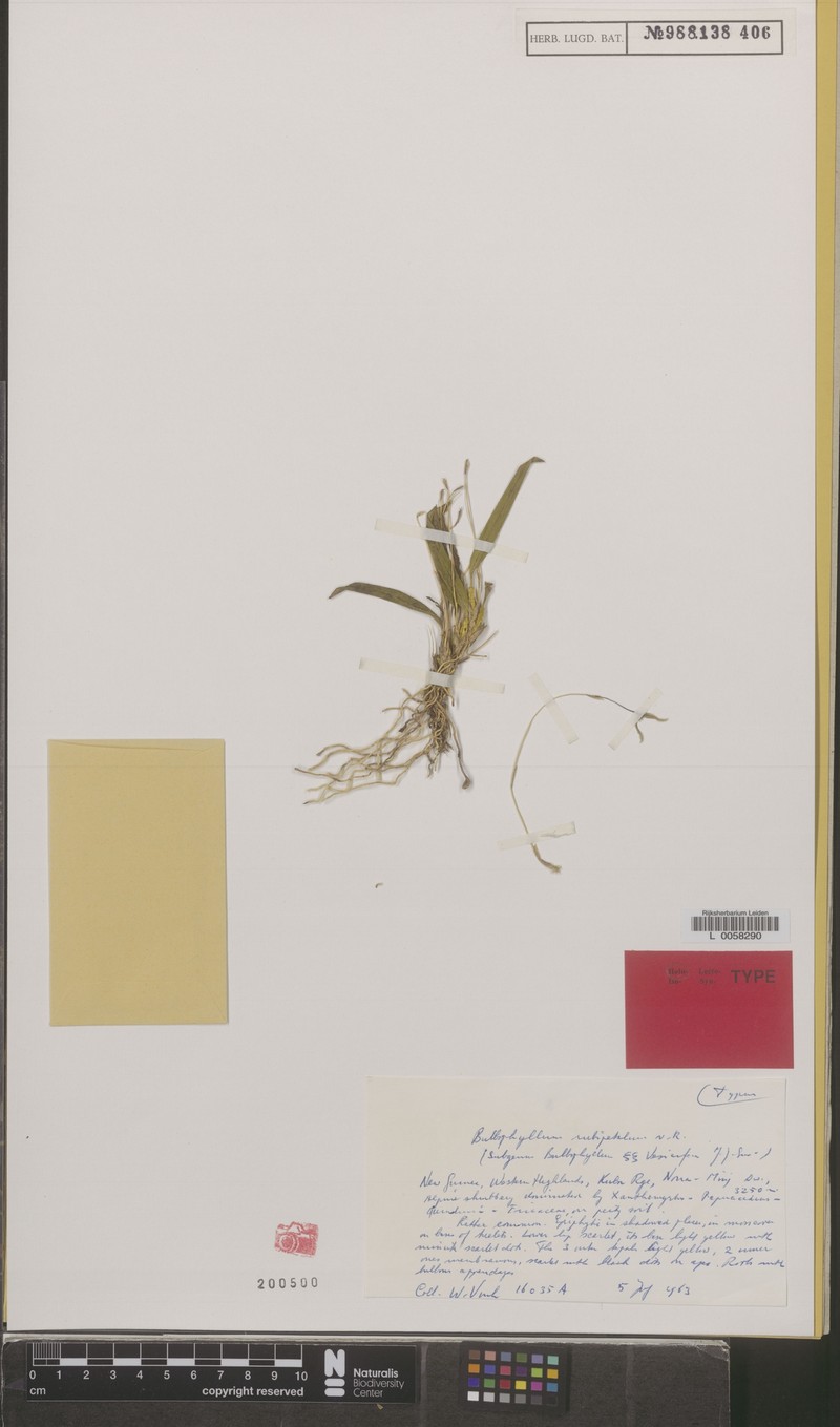 Bulbophyllum rubipetalum photo 4