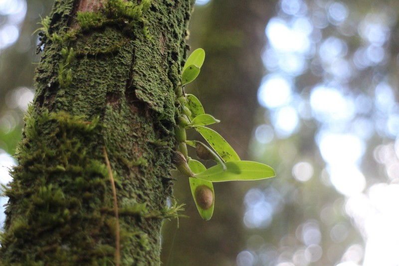Bulbophyllum rubrolabellum