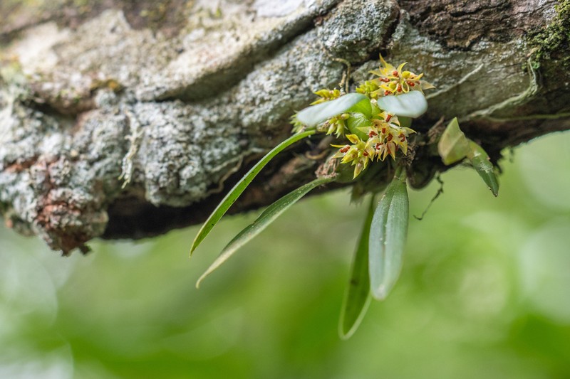 Bulbophyllum rubrolabellum photo 2