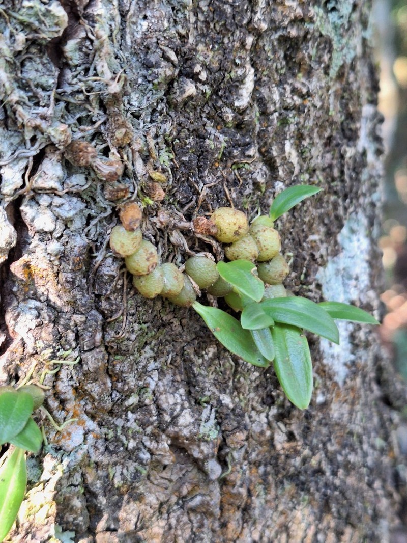 Bulbophyllum rubrolabellum photo 3