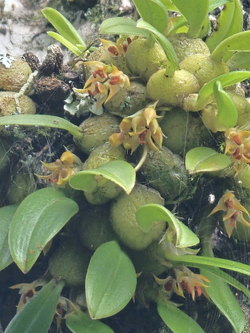 Bulbophyllum rubrolabellum photo 5