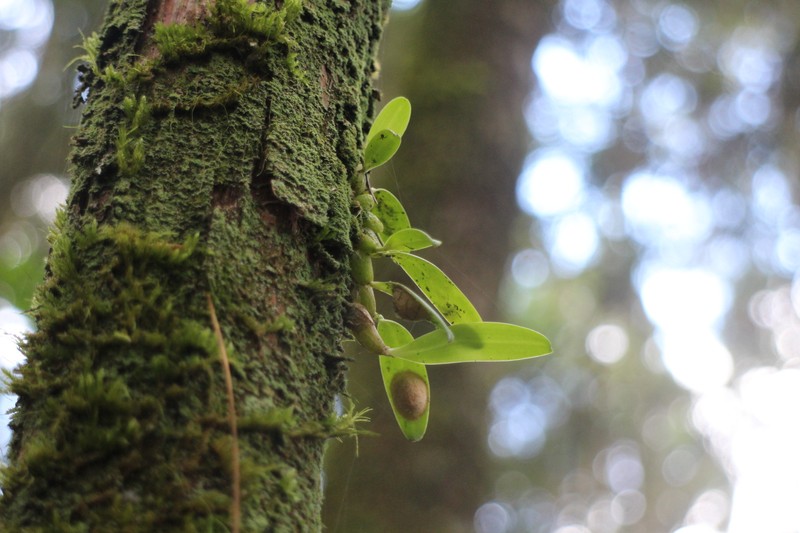 Bulbophyllum rubrolabellum photo 7
