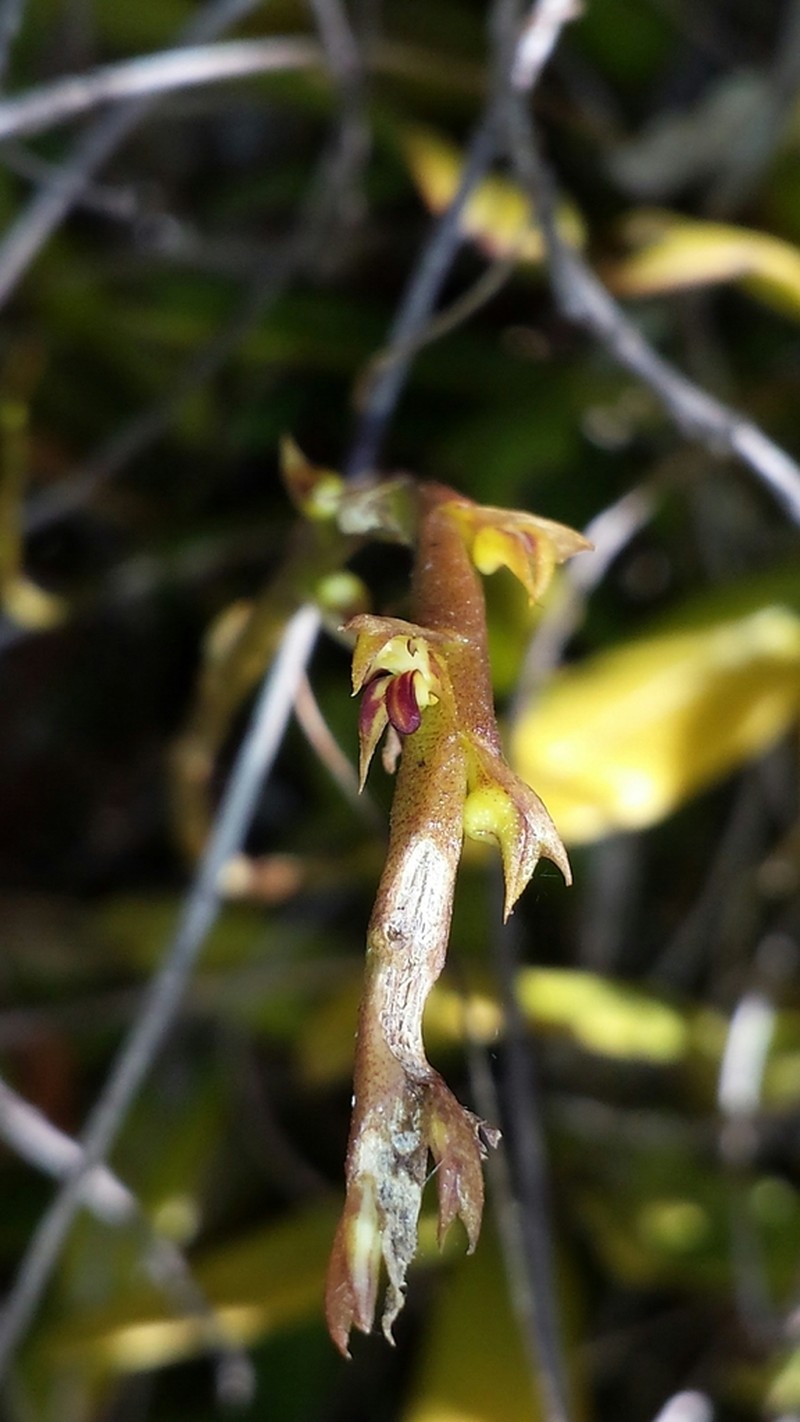 Bulbophyllum rubrum