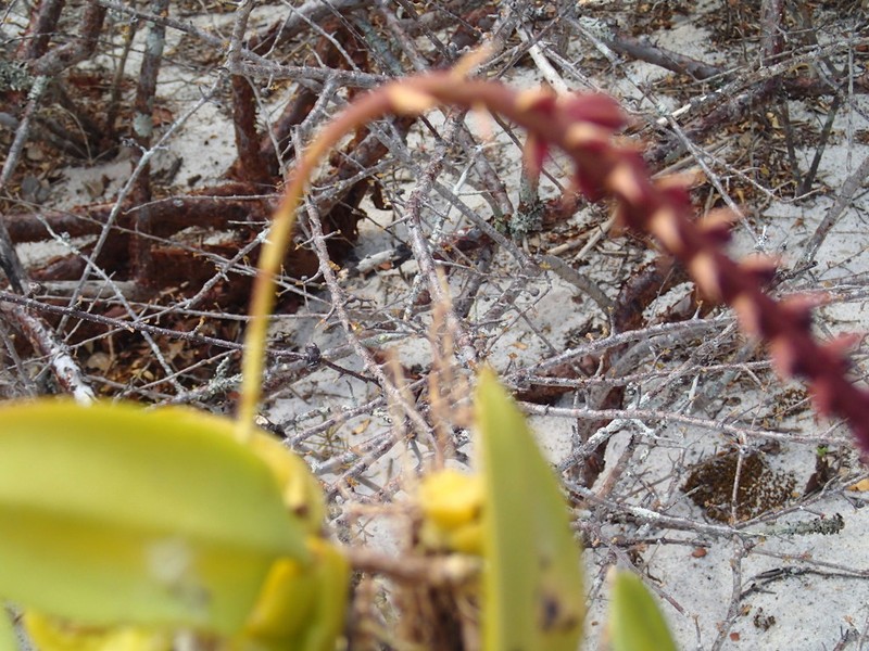Bulbophyllum rubrum photo 2