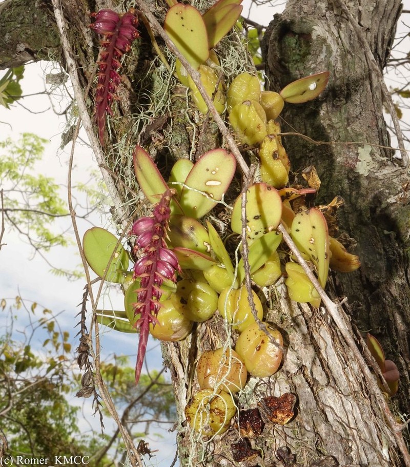 Bulbophyllum rubrum photo 3