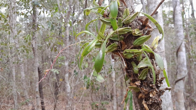 Bulbophyllum rubrum photo 5