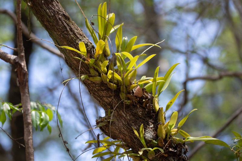 Bulbophyllum rubrum photo 6