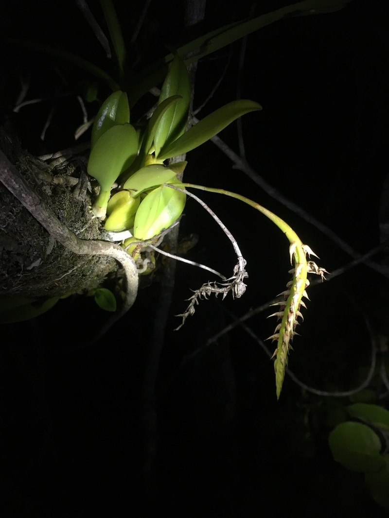 Bulbophyllum rubrum photo 7