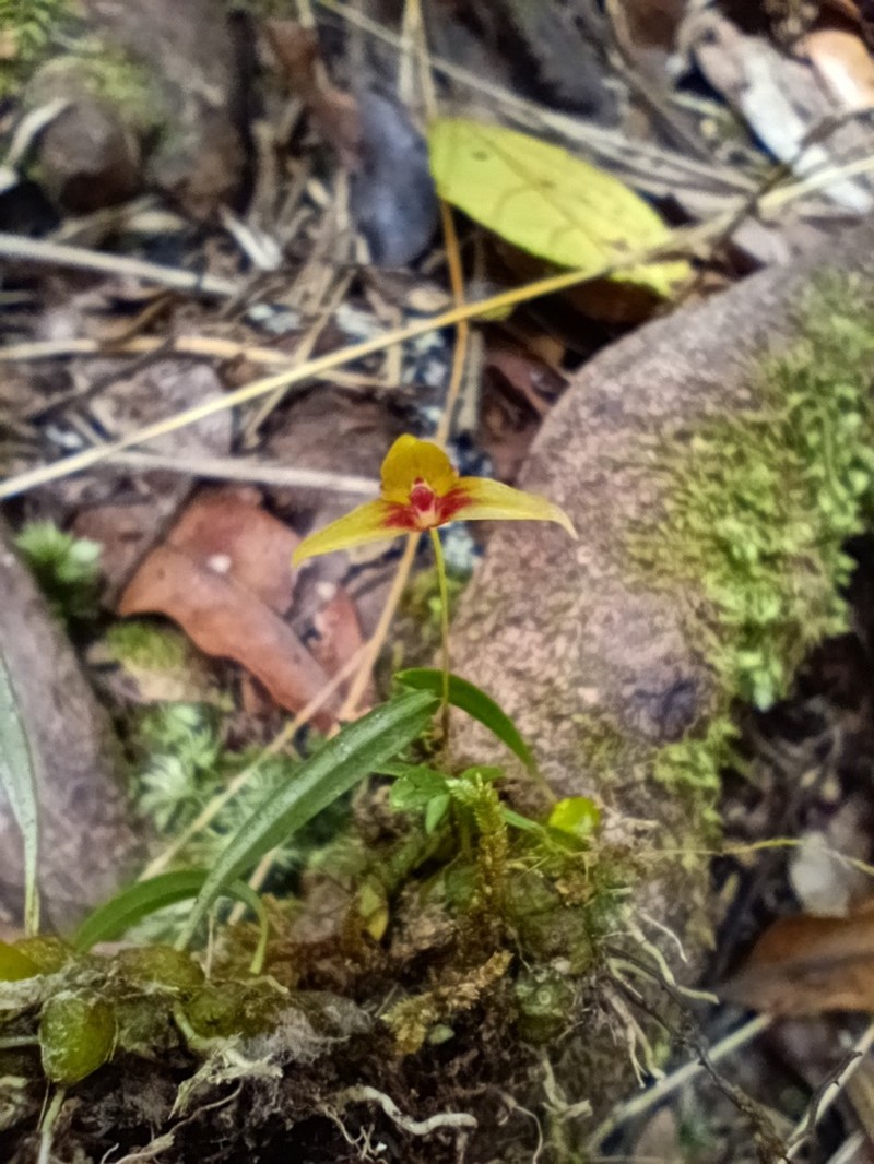 Bulbophyllum rudolphus