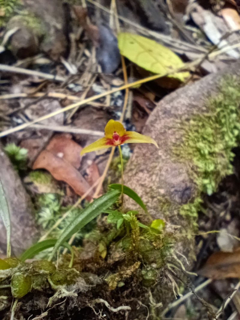 Bulbophyllum rudolphus photo 2