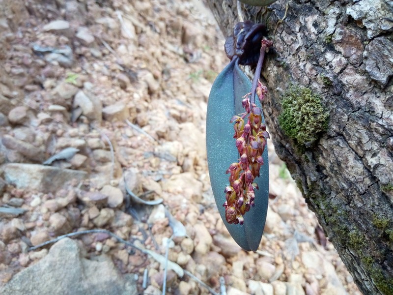 Bulbophyllum rufilabrum