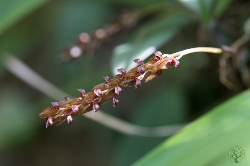 Bulbophyllum rufilabrum photo 2