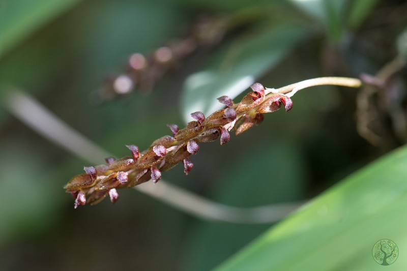 Bulbophyllum rufilabrum photo 4