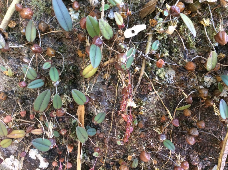 Bulbophyllum rufilabrum photo 5