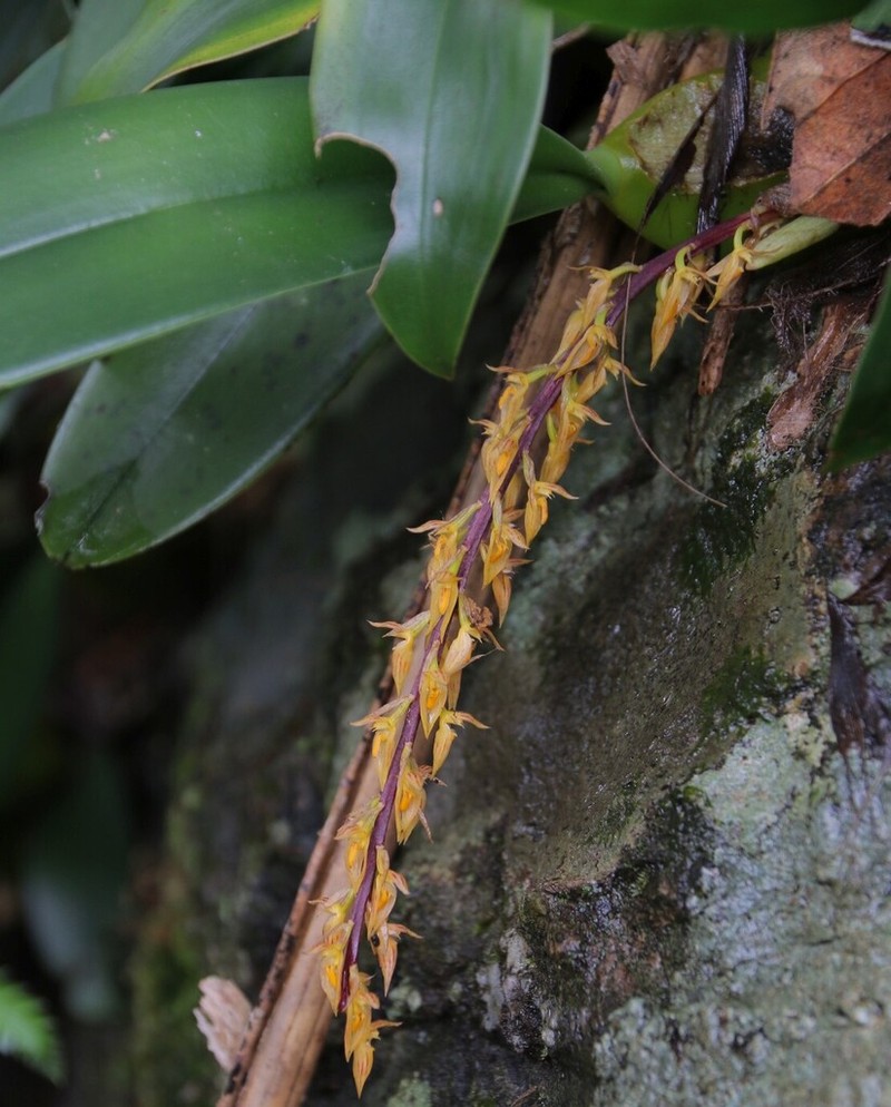 Bulbophyllum rufinum photo 2
