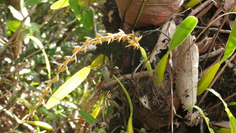 Bulbophyllum rufinum photo 3