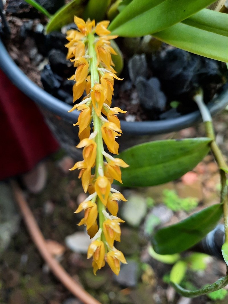 Bulbophyllum rufinum photo 4