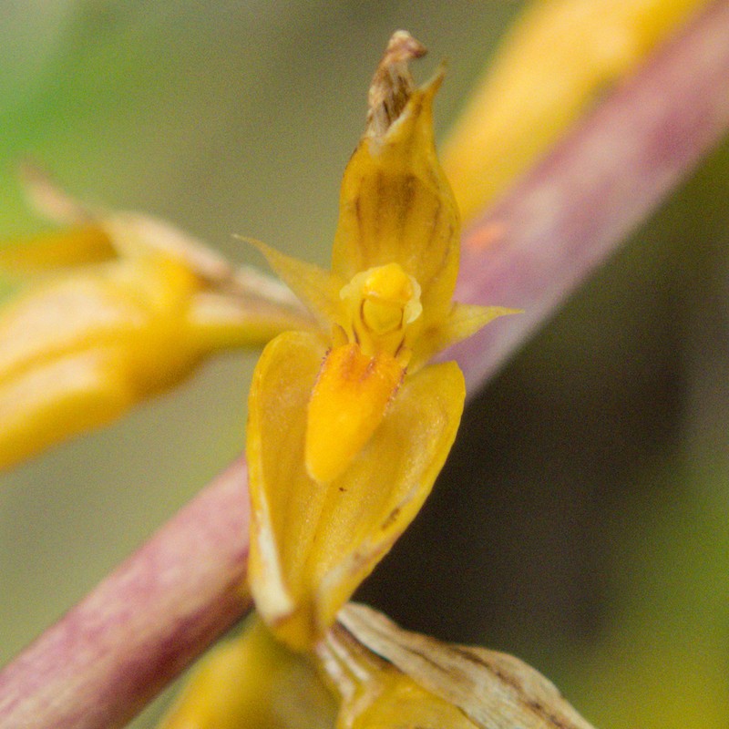 Bulbophyllum rufinum photo 5