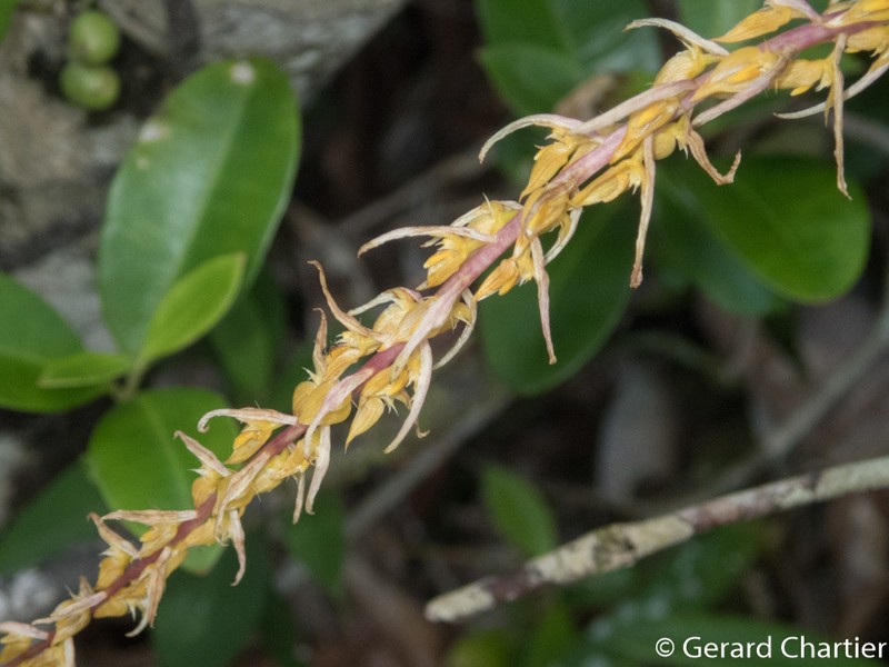 Bulbophyllum rufinum photo 7