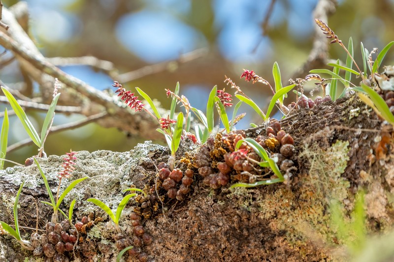 Bulbophyllum rugosibulbum