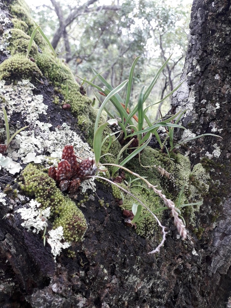 Bulbophyllum rugosibulbum photo 2