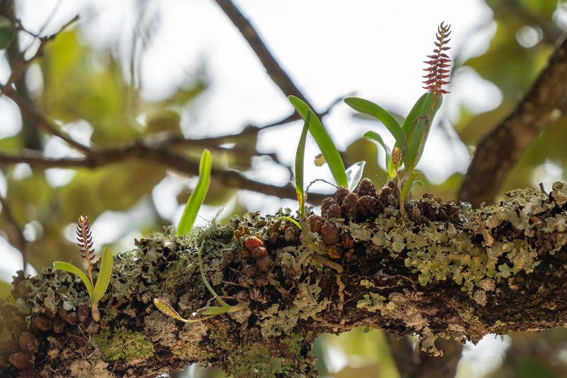Bulbophyllum rugosibulbum photo 3