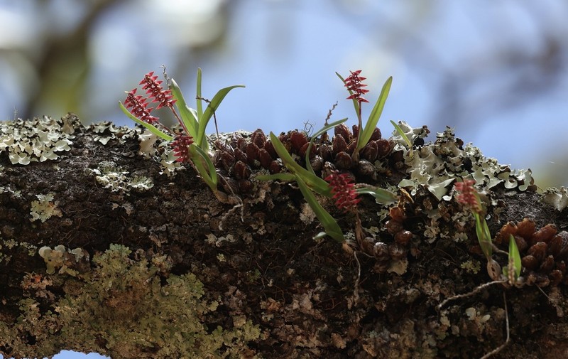 Bulbophyllum rugosibulbum photo 4