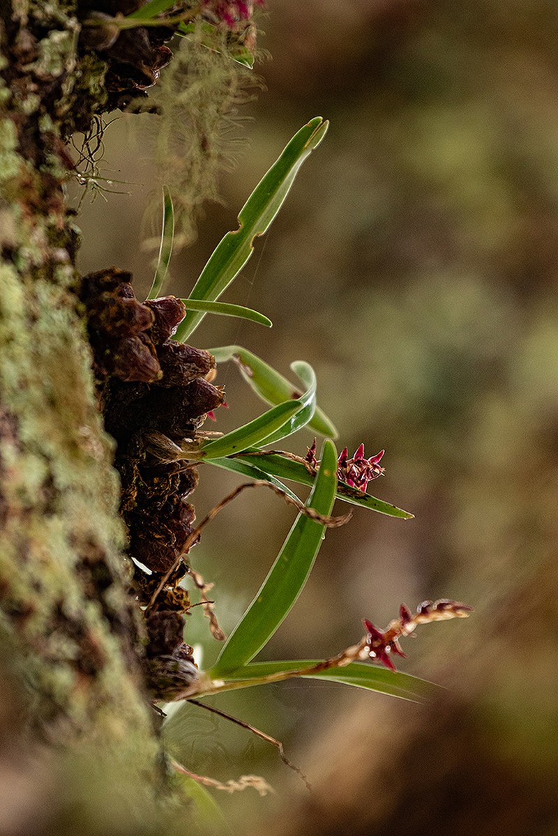 Bulbophyllum rugosibulbum photo 5