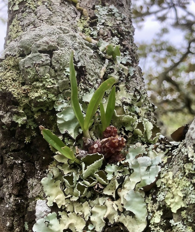 Bulbophyllum rugosibulbum photo 6
