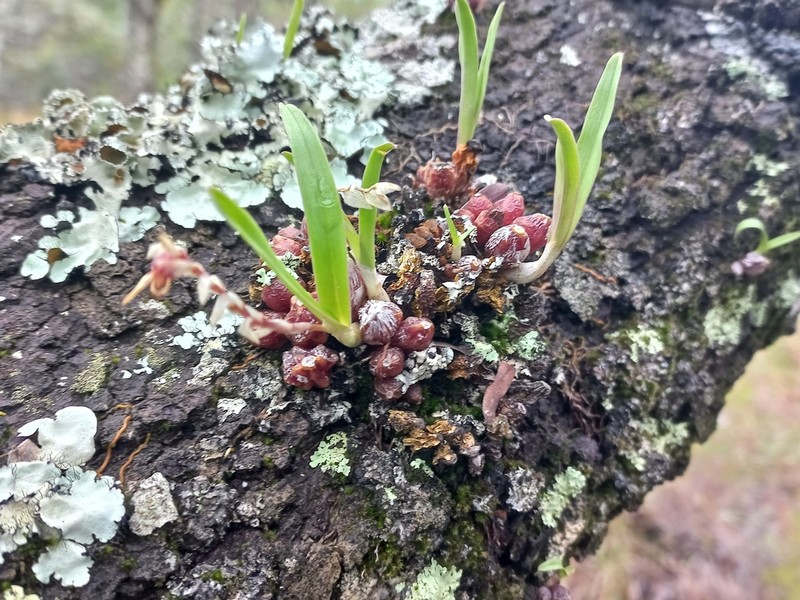 Bulbophyllum rugosibulbum photo 7