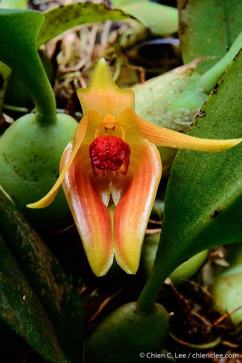 Bulbophyllum rugosum