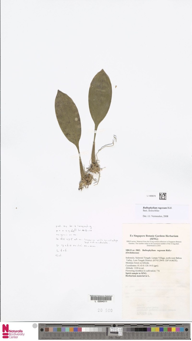 Bulbophyllum rugosum photo 2