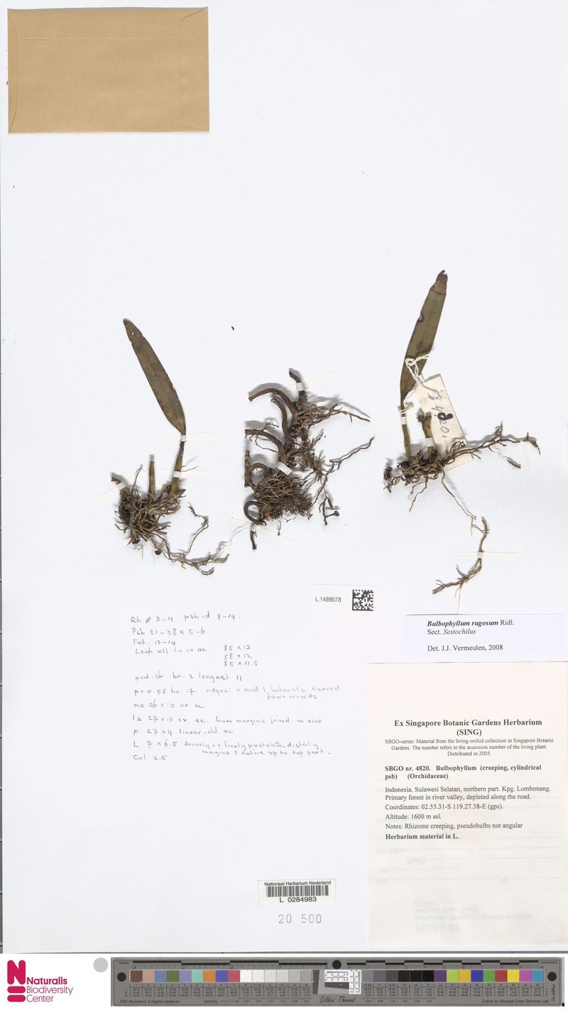 Bulbophyllum rugosum photo 3
